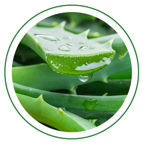 Aloevera