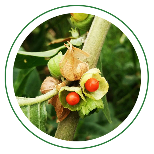 Ashwagandha