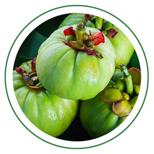 Garcinia