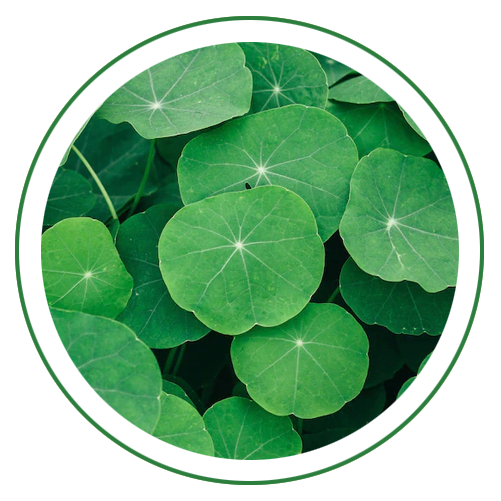Gotu Kola