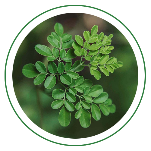 Moringa / Shigru