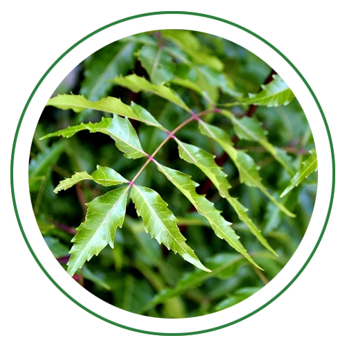 Neem