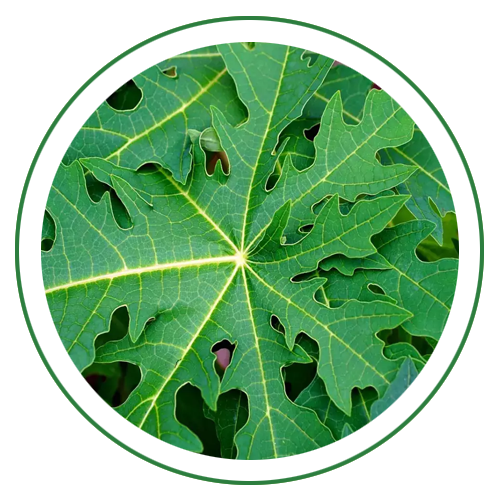 Papaya