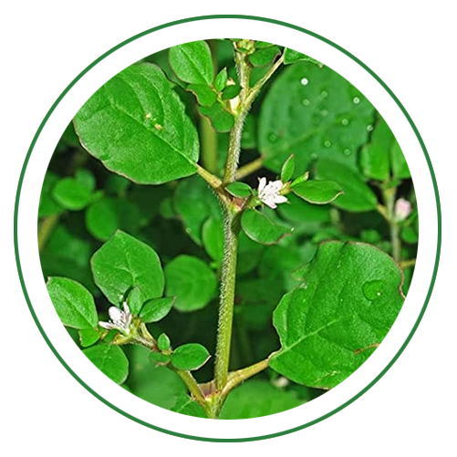Punarnava