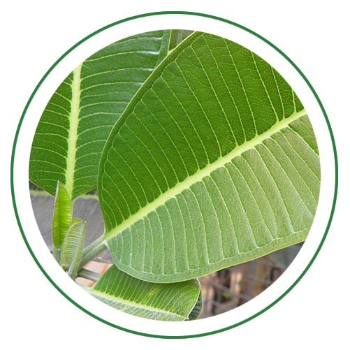 Vijaysar